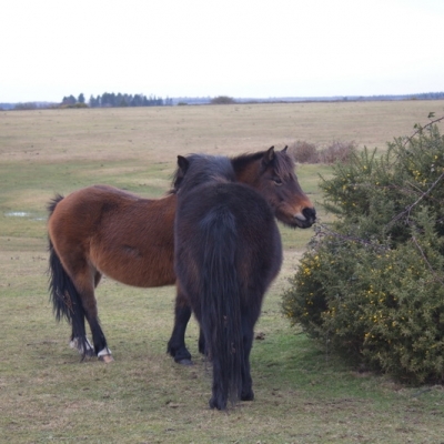 Inglaterra 2015 - 26 de enero Christchurch- New Forest