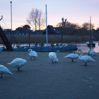 Inglaterra 2015 - 26 de enero Christchurch- New Forest