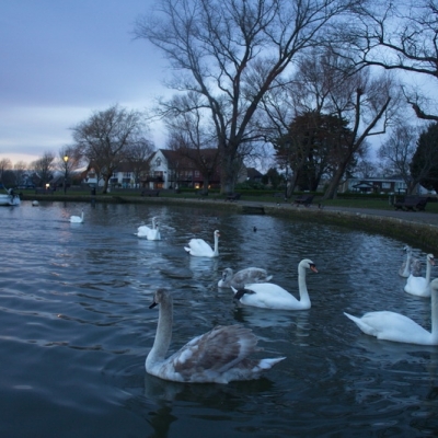 Inglaterra 2015 - 26 de enero Christchurch- New Forest