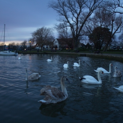 Inglaterra 2015 - 26 de enero Christchurch- New Forest