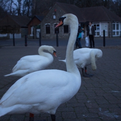 Inglaterra 2015 - 26 de enero Christchurch- New Forest